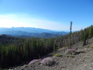 Haney Meadow