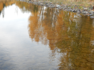 trees reflected in river