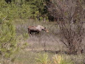 moose