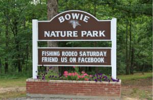 bowie