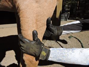 HandsOn Gloves make grooming easy