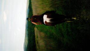 img-7