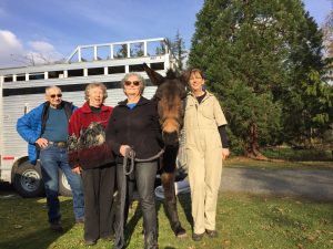 What to look for in a Trail Horse 