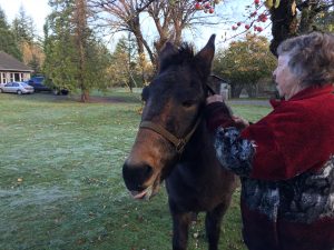 12 horse pre-purchase questions