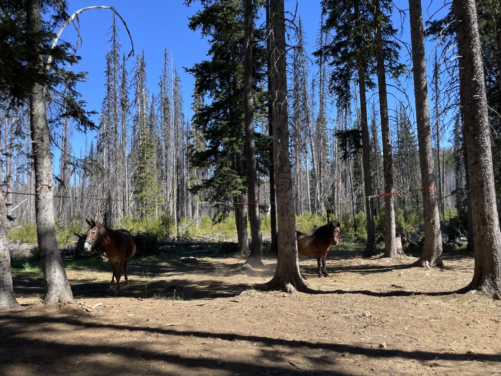Haney Meadow / Ken Wilcox Horse Camp