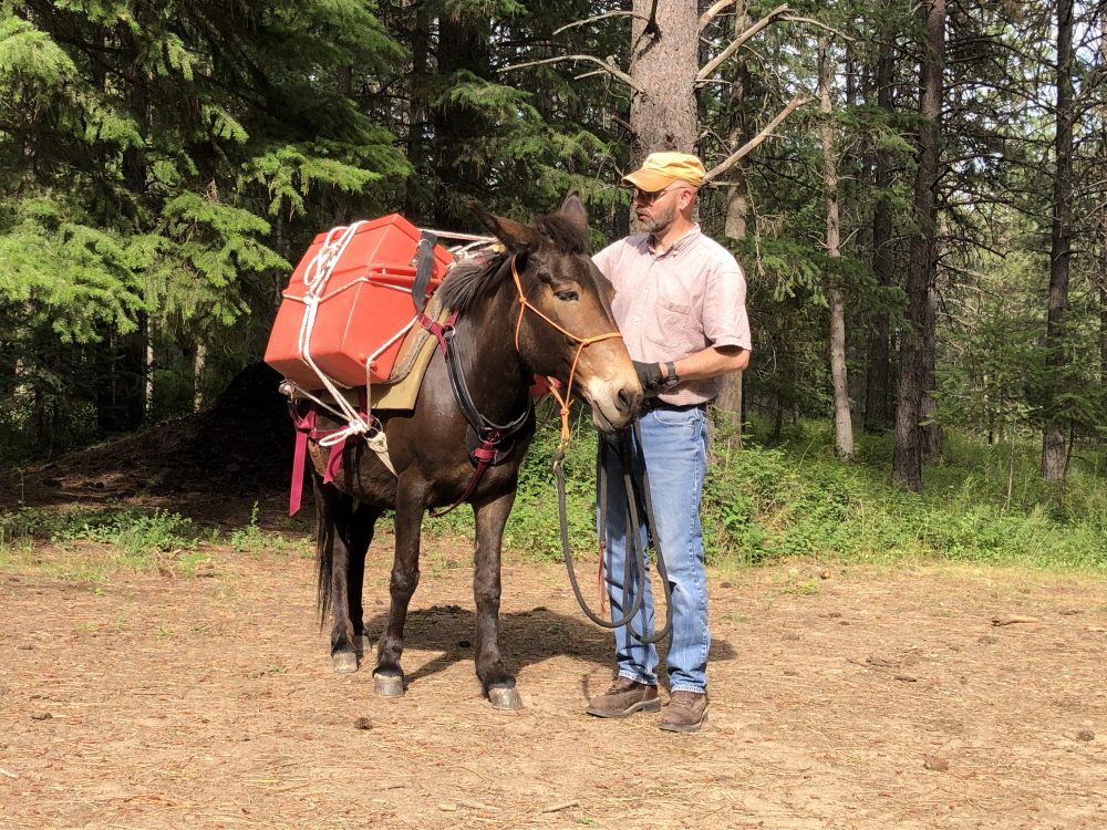 Trust-based horse training
